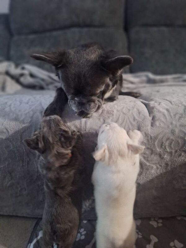 Kennel Club Registered French Bulldog Puppies For Sale