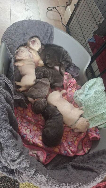 Fluffly French bulldog puppies - Image 2 of 6
