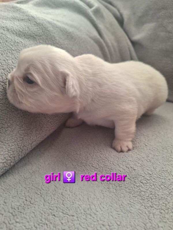 Fluffly French bulldog puppies - Image 3 of 6