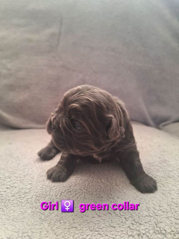Fluffly French bulldog puppies - Image 4 of 6