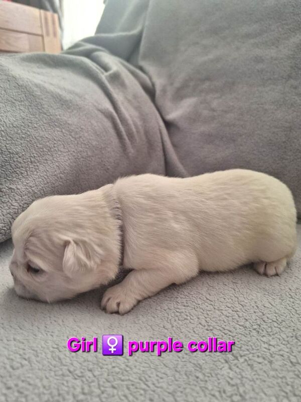 Fluffly French bulldog puppies - Image 5 of 6