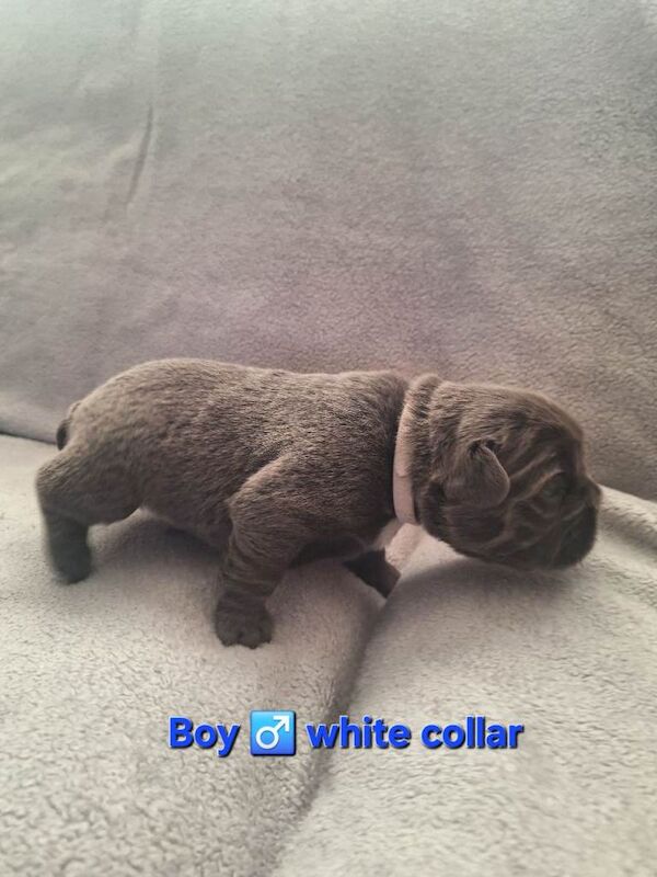 Fluffly French bulldog puppies - Image 6 of 6