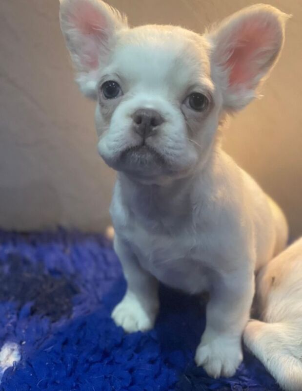 French Bulldog puppies for sale in New Moston, Greater Manchester – KC registered, 10 weeks old