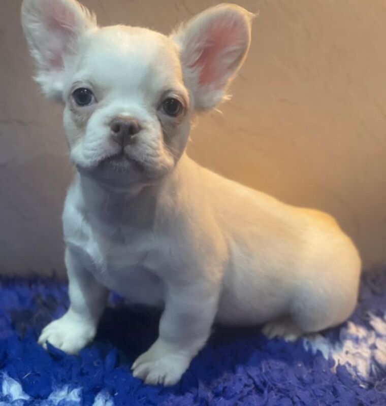 Fluffy and smooth coat Frenchie’s - Image 2 of 3