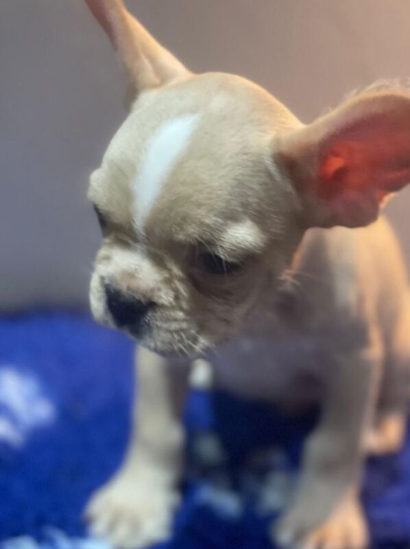 Fluffy and smooth coat Frenchie’s - Image 3 of 3