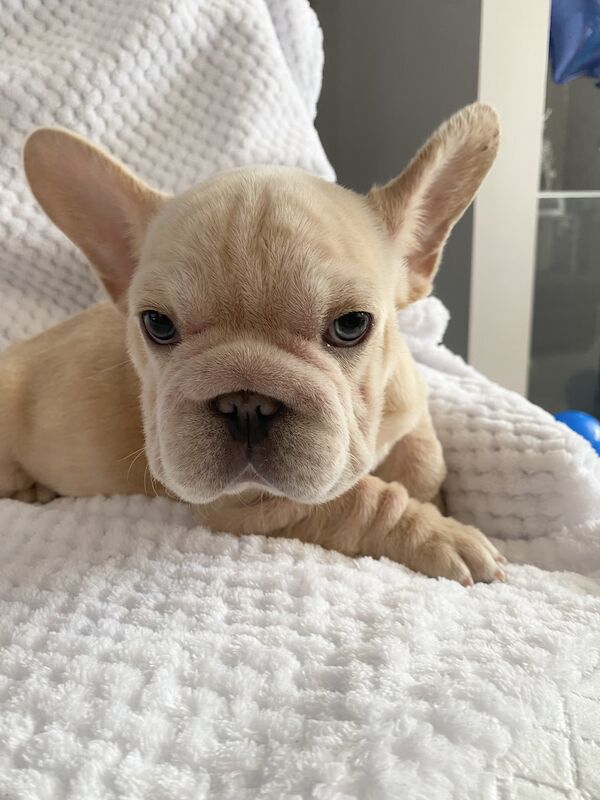 Fluffy Carrier French Bulldog Puppies. For Sale in Rotherham, South