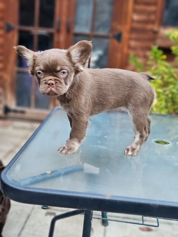 Fluffy chocolate rojo & isabrllafrench bulldog (girl) - Image 2 of 3