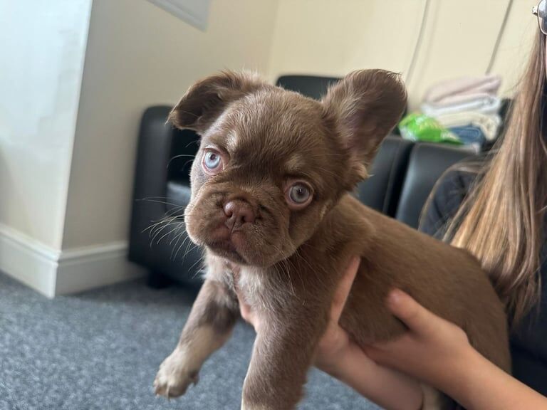 Fluffy chocolate rojo & isabrllafrench bulldog (girl) - Image 3 of 3
