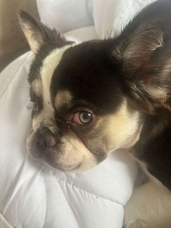 Fluffy French bull dog female for re homing