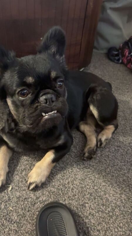 French Bulldog puppies for sale in Cheltenham, Gloucestershire – 1 year old