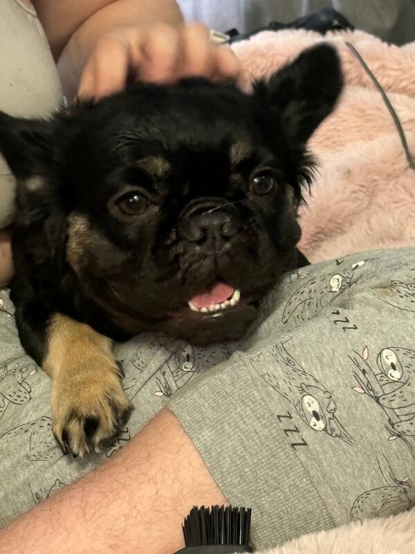 French Bulldog puppies for sale in Cheltenham, Gloucestershire – 1 year old - Image 2 of 2