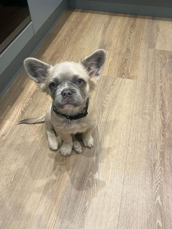 French Bulldog puppies for sale in St Leonards-on-Sea, East Sussex – 5 months old
