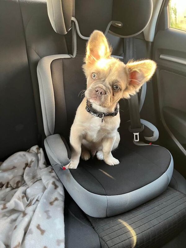 French Bulldog puppies for sale in St Leonards-on-Sea, East Sussex – 5 months old - Image 2 of 4