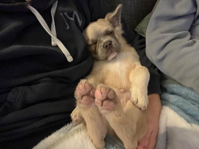 French Bulldog puppies for sale in St Leonards-on-Sea, East Sussex – 5 months old - Image 3 of 4