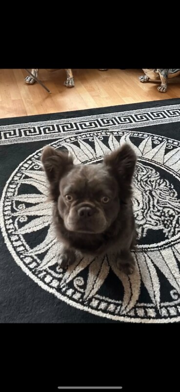 French Bulldog puppies for sale in Tadworth, Surrey – 3 years old