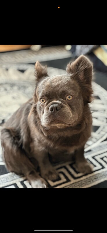 French Bulldog puppies for sale in Tadworth, Surrey – 3 years old - Image 4 of 6