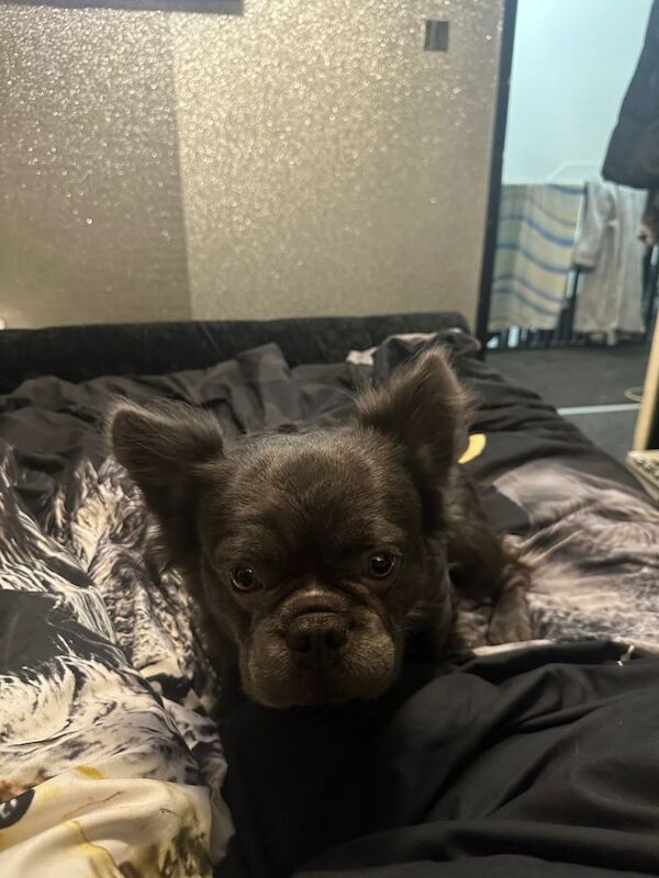 French Bulldog puppies for sale in Tadworth, Surrey – 3 years old - Image 6 of 6