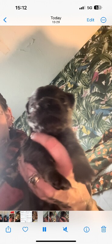 Blue French Bulldog Puppies For Sale