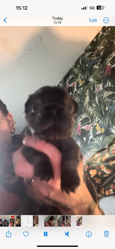 Fluffy French bulldog - Image 2 of 2