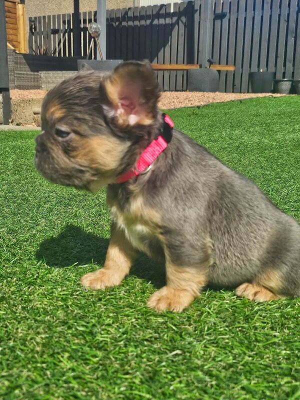 Fluffy french bulldog