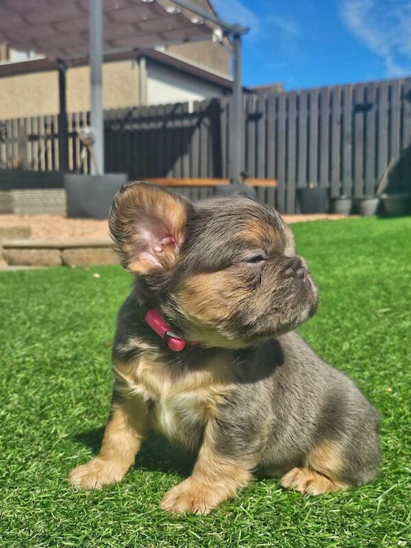 Fluffy french bulldog - Image 2 of 3