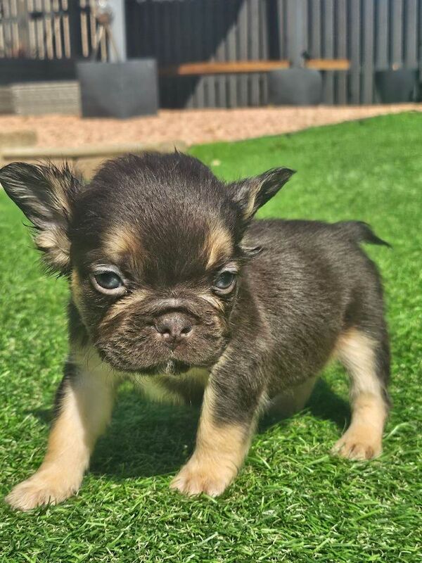 Fluffy french bulldog - Image 3 of 3