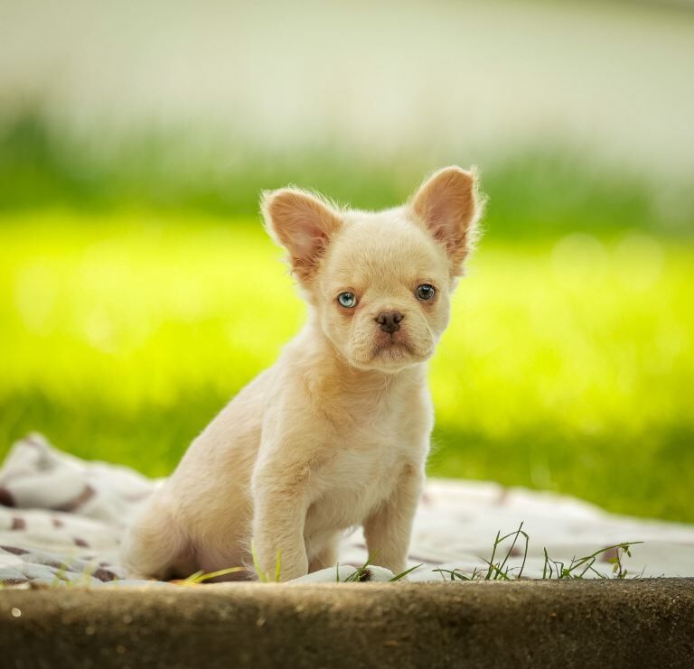 Fluffy french bulldog