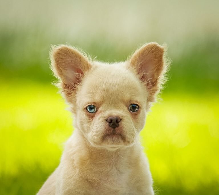 Fluffy french bulldog - Image 2 of 3