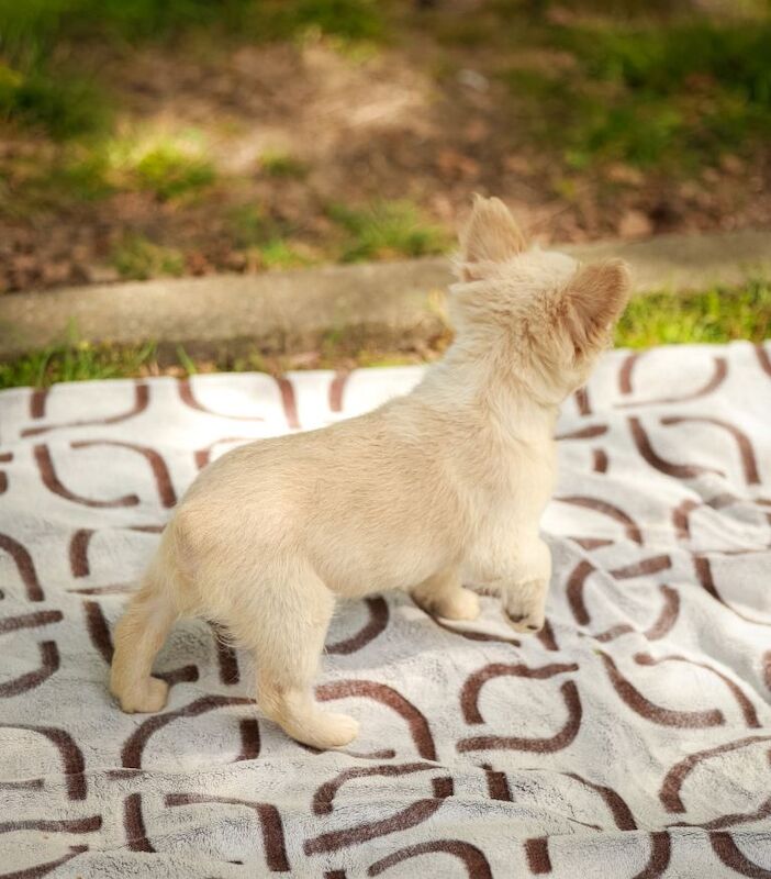 Fluffy french bulldog - Image 3 of 3