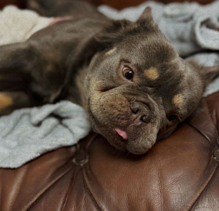Fluffy French Bulldog For Sale