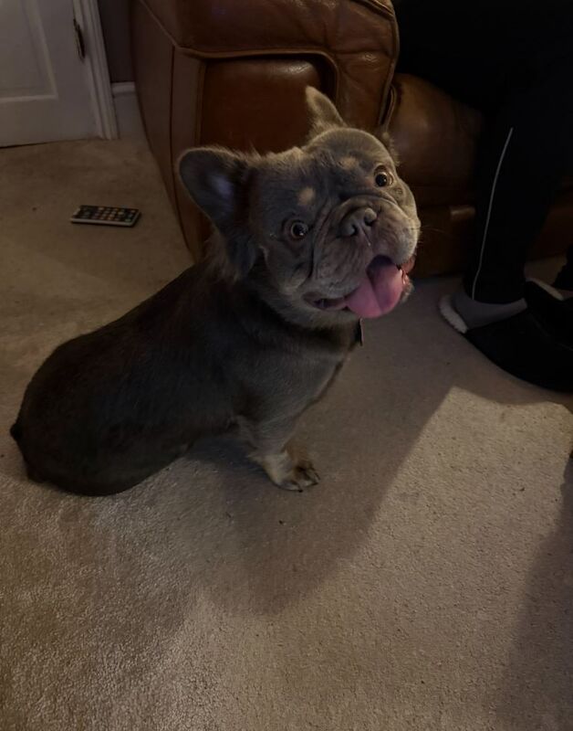 Fluffy French Bulldog For Sale - Image 2 of 4