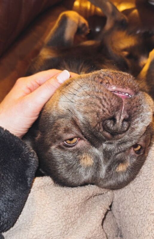 Fluffy French Bulldog For Sale - Image 3 of 4