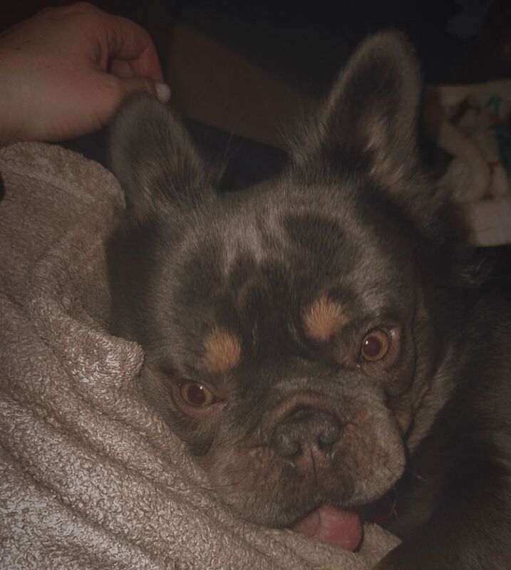 Fluffy French Bulldog For Sale - Image 4 of 4