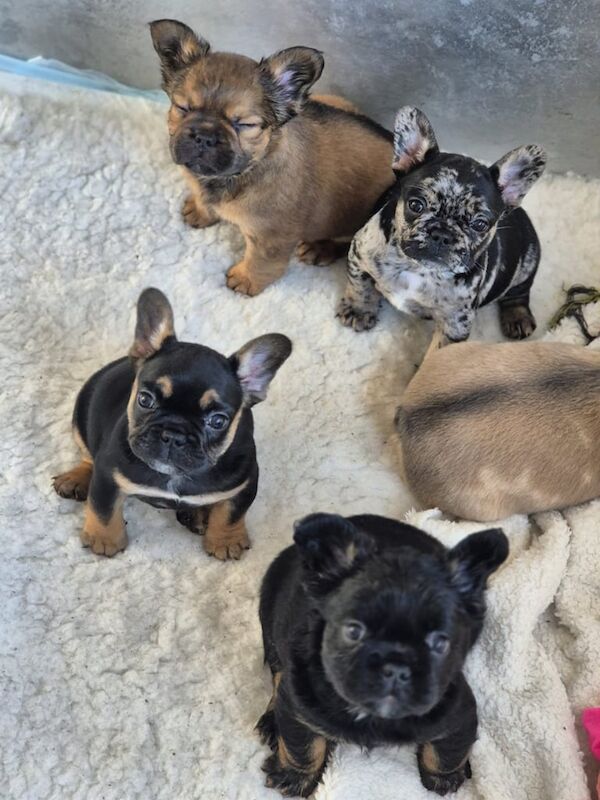 Fluffy French Bulldog Puppies for sale in Newport, Isle of Wight