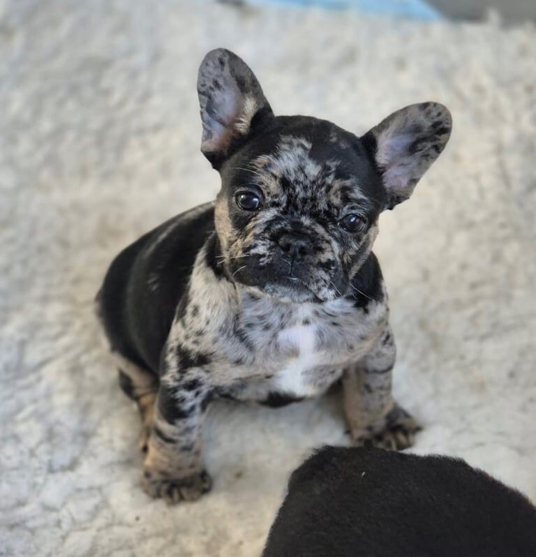 French Bulldog puppies for sale in Newport, Isle of Wight – 10 months old - Image 2 of 3