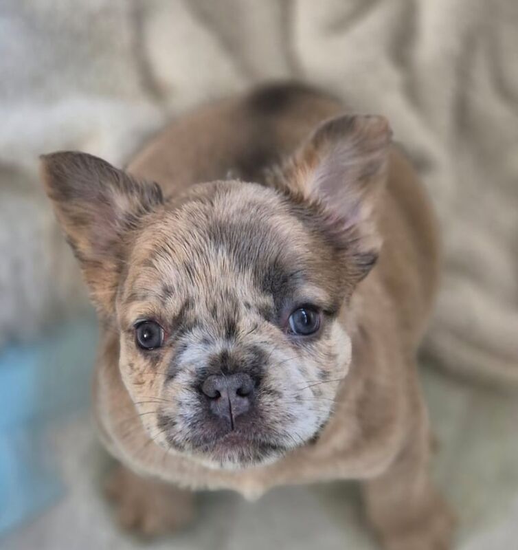 French Bulldog puppies for sale in Newport, Isle of Wight – 10 months old - Image 3 of 3