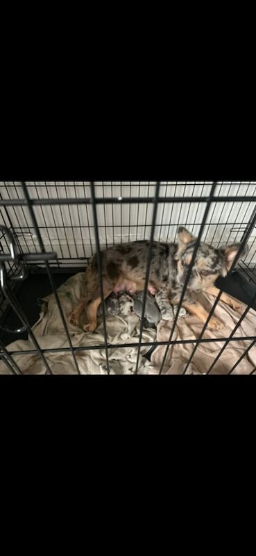 French Bulldog puppies for sale in Pontefract, West Yorkshire – KC registered, 3 months old