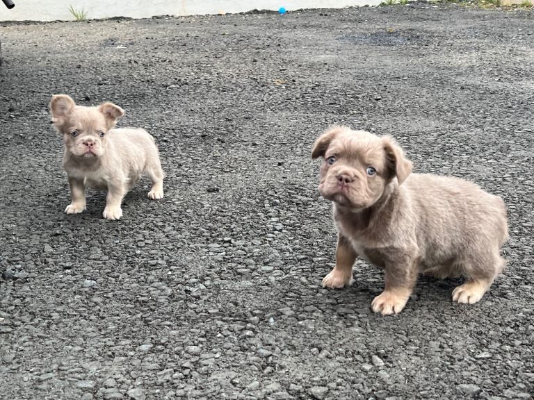 Fluffy French Bulldog Puppies