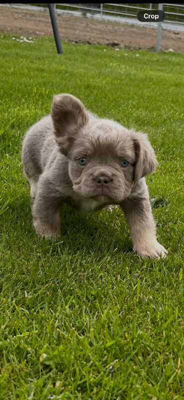 Fluffy French Bulldog Puppies - Image 2 of 4