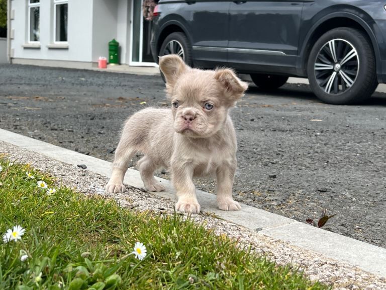 Fluffy French Bulldog Puppies - Image 3 of 4
