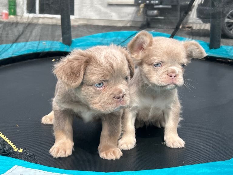 Fluffy French Bulldog Puppies - Image 4 of 4