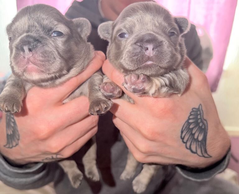 Fluffy French bulldog puppies - Image 2 of 4