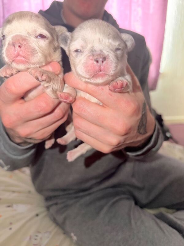 Fluffy French bulldog puppies - Image 3 of 4
