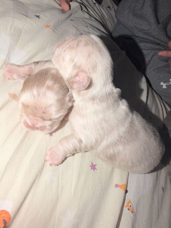 Fluffy French bulldog puppies - Image 4 of 4