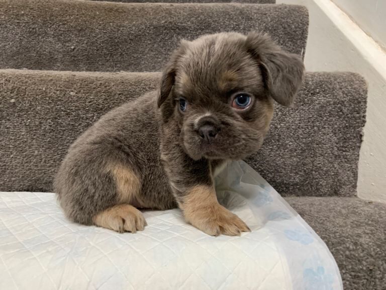 French Bulldog Puppies For Sale Under £1,000