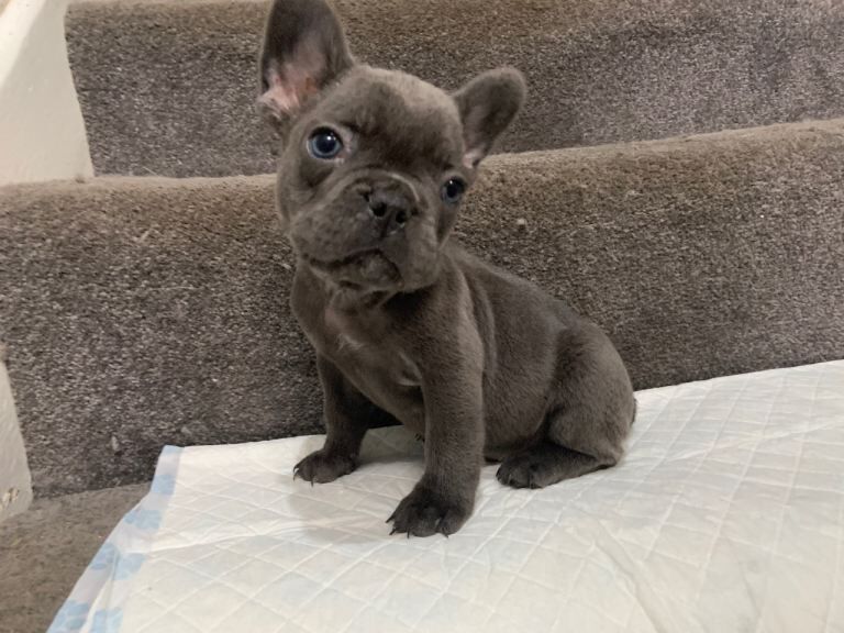 Fluffy French bulldog puppies - Image 2 of 3