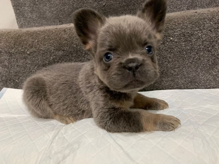 Fluffy French bulldog puppies - Image 3 of 3
