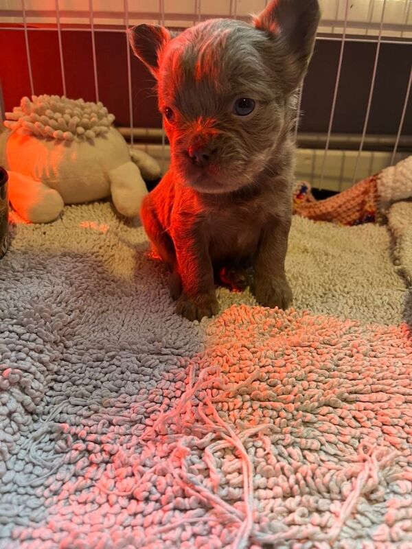 Kennel Club Registered French Bulldog Puppies For Sale