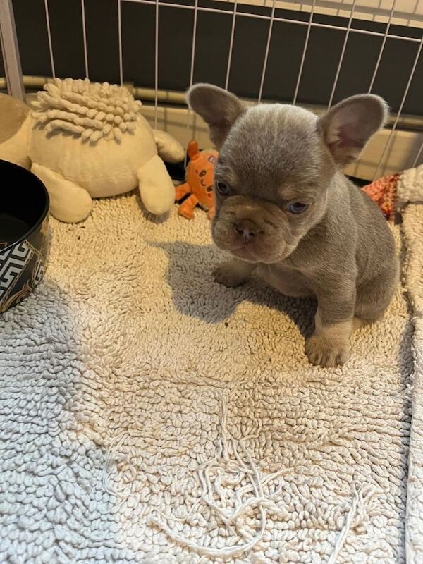 Fluffy French Bulldog Puppies Carrying Isabella And Pink - Image 2 of 3