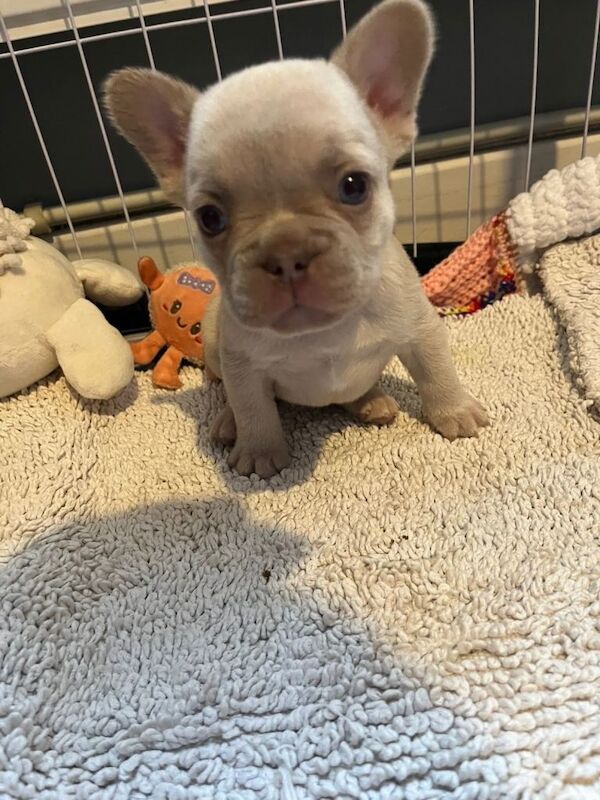 Fluffy French Bulldog Puppies Carrying Isabella And Pink - Image 3 of 3